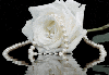 White rose with pearls