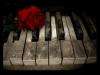 piano and rose 