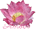 Amber Pink Lotus