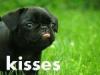 Puppy Kisses