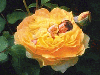 Yellow rose and cute baby