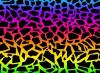 Rainbow Cheetah Print