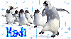 madi penguins background