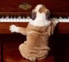 bull dog playing piano