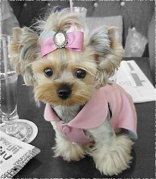 yorkie