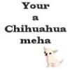 Chihuahua Meha