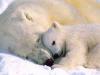 polar bear mothe and baby