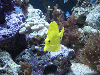 Fish-Underwater