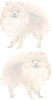 Pomeranian Background