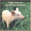 Pig smelling flowers
