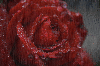 a red rose in the rain