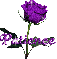 purple rose patience