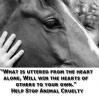 STOP Animal Cruelty