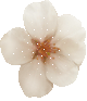 cherry flower