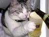 cat_drinking_beer
