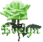 green rose evelyn