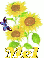 mel sun flower