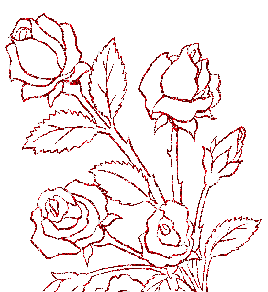 rosa