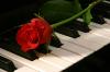 Piano, Rose