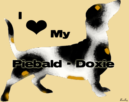 piebald daschund love