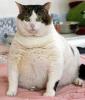 Funny fat cat