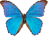 blue  butterfly