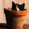 kitty in the pot :)