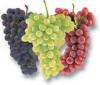 red purple and green grapes