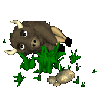 buffalo rolling in grass