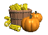 corn and pumpkins