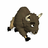running buffalo