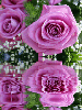 reflecting purple rose