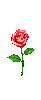 little prince's rose