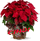 Christmas Flower - Cindi