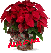 Christmas Flower - Nadia