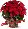 Christmas Flower - Damaris
