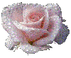 pink dewdrop rose