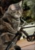 Cat and mini bicycle