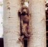 dog in a tree