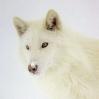 white wolf/brown eyes