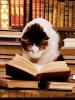 reading cat ^_^