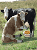 cow milking a cow