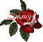 Butterfly Red Rose - Kimmy