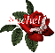 Butterfly Red Rose - Rachel