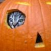 pumpkin eat kitteh 