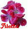 Aletha on Flower