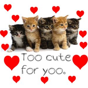 cute cats
