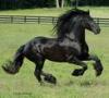 Beautiful Fresian horse