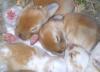 sleeping bunnys