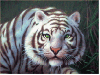 white tiger's eyes winking